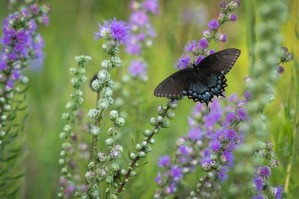 swallowtail, butterfly, insect, wings, flowers, plant, flower wallpaper, pollination, flower background, bloom, nature, purple, butterfly, butterfly, butterfly, butterfly, beautiful flowers, butterfly, flowers
