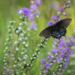 swallowtail, butterfly, insect, wings, flowers, plant, flower wallpaper, pollination, flower background, bloom, nature, purple, butterfly, butterfly, butterfly, butterfly, beautiful flowers, butterfly, flowers