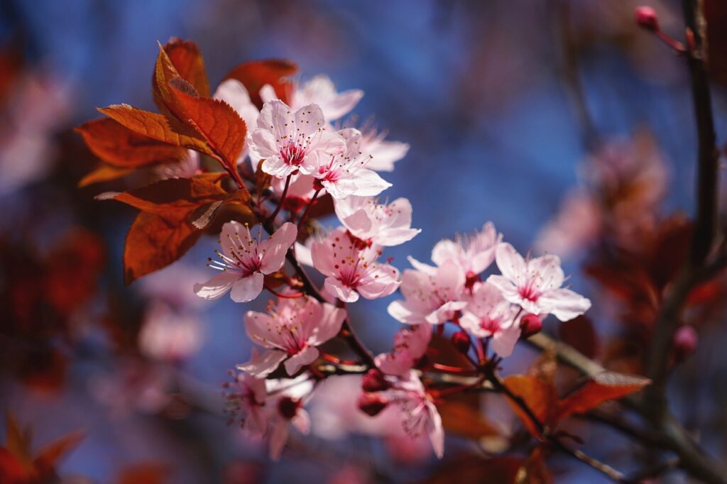cherry blossom, pink, white, spring, tree, cherry tree, blossom, bloom, ornamental cherry, branch, nature, bloom, bud, plant, lenz, coloured, red, leaf, springtime, cherry blossom, cherry blossom, cherry blossom, cherry blossom, cherry blossom
