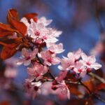 cherry blossom, pink, white, spring, tree, cherry tree, blossom, bloom, ornamental cherry, branch, nature, bloom, bud, plant, lenz, coloured, red, leaf, springtime, cherry blossom, cherry blossom, cherry blossom, cherry blossom, cherry blossom