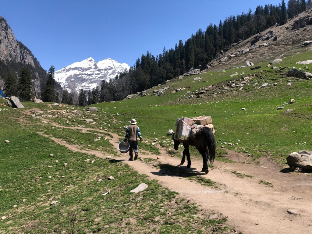 Person with mule on a sunny trail in Manali, surrounded by lush greenery and snow-capped peaks.