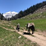 Person with mule on a sunny trail in Manali, surrounded by lush greenery and snow-capped peaks.