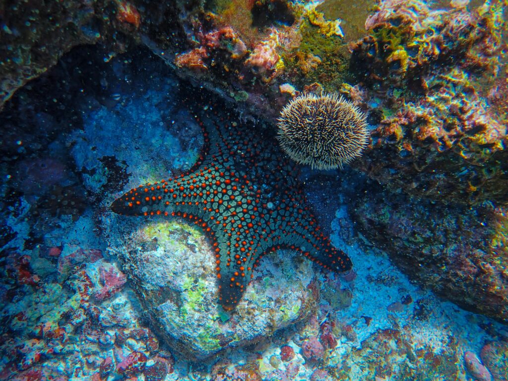 Colorful starfish resting on a vibrant coral reef scene, showcasing marine life.