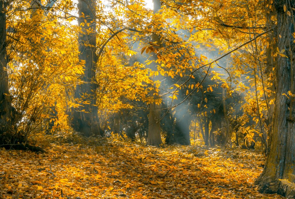 A serene autumn forest scene with golden leaves and sunlight filtering through trees.