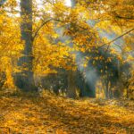 A serene autumn forest scene with golden leaves and sunlight filtering through trees.