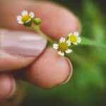 A hand delicately holding small wildflowers with a blurred green background.