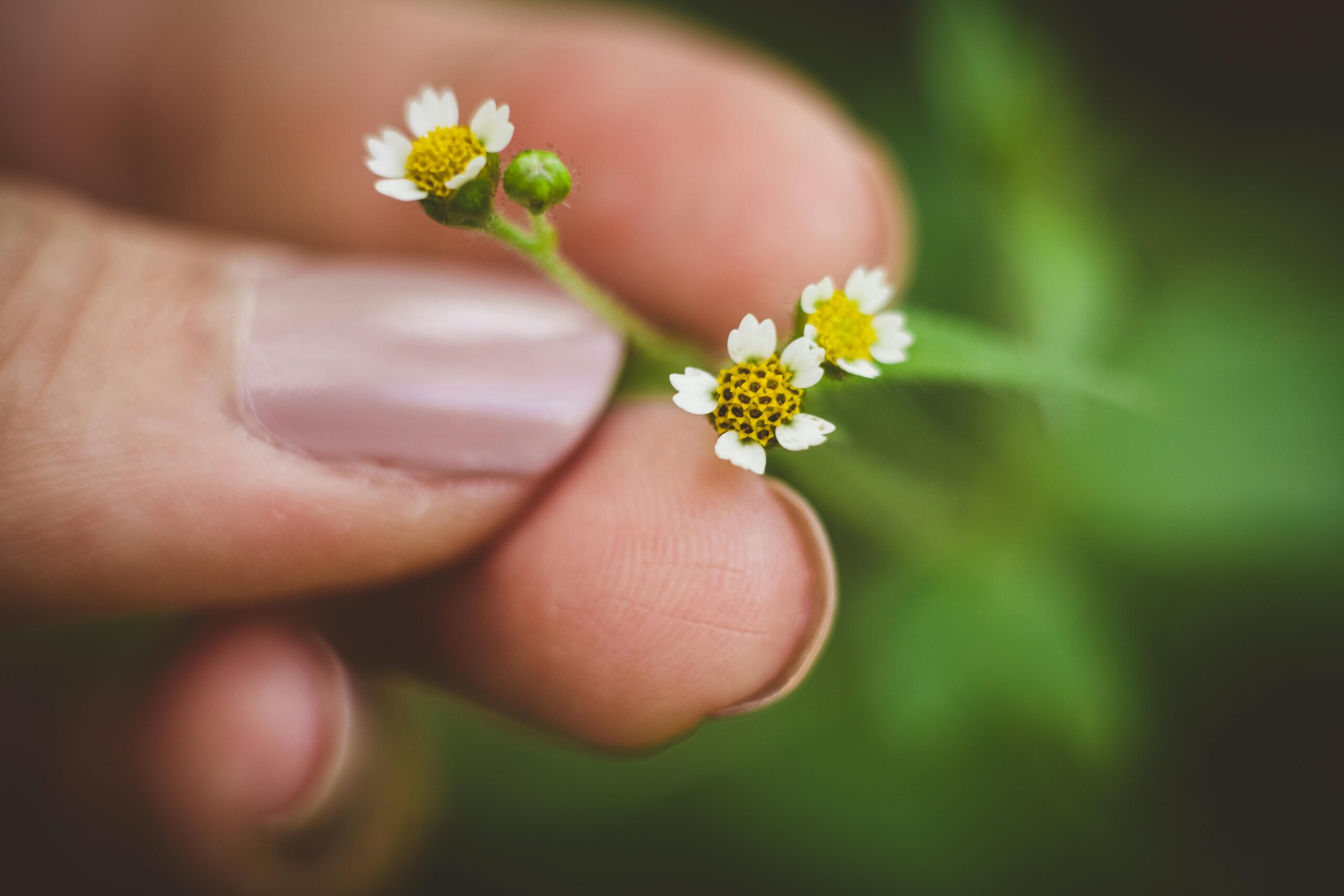 A hand delicately holding small wildflowers with a blurred green background.