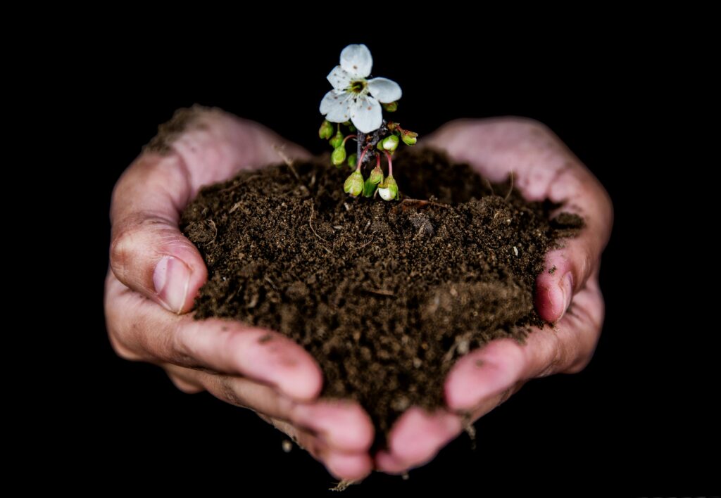 Close-up of hands holding soil with a blooming white flower, symbolizing growth.
