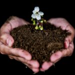 Close-up of hands holding soil with a blooming white flower, symbolizing growth.