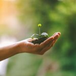 A hand gently cradles a young sprout in soil, symbolizing nurturing and growth.